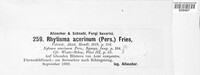 Rhytisma acerinum image